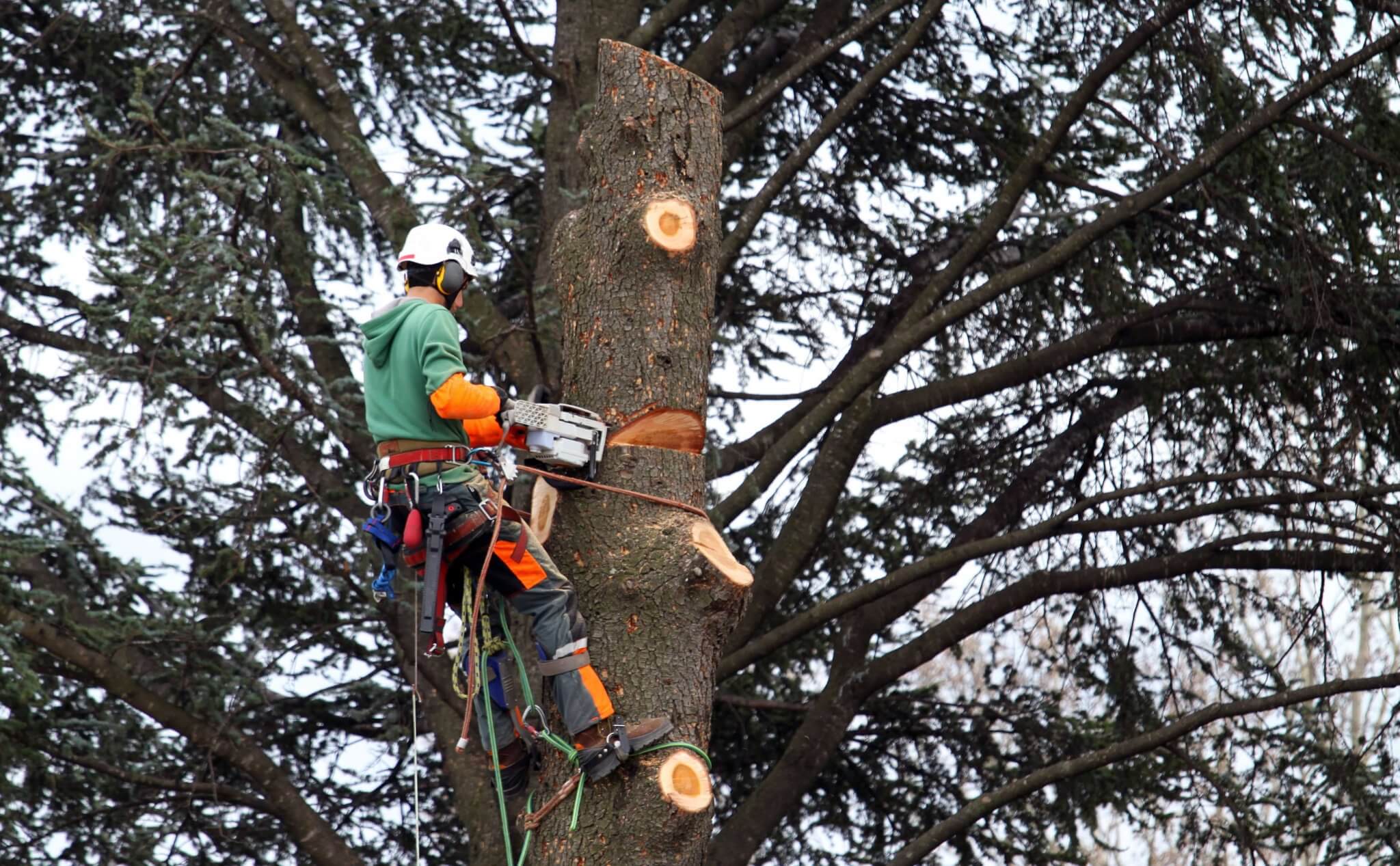 Trimming, pruning, felling, stumping trees - Professionnal