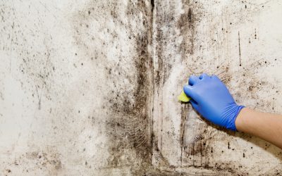 Les 4 Meilleurs Tutoriels pour Enlever des Taches de Moisissures